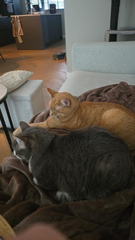 Guusje