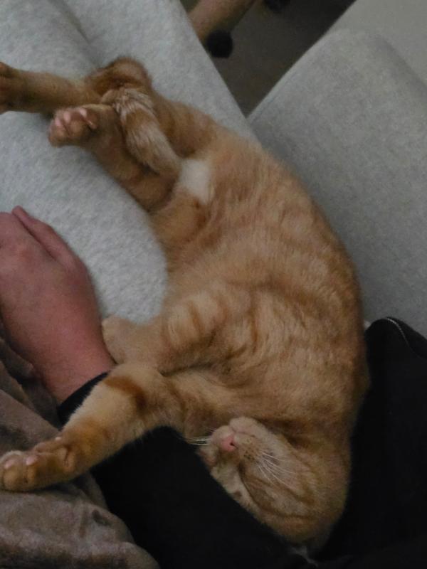 Guusje