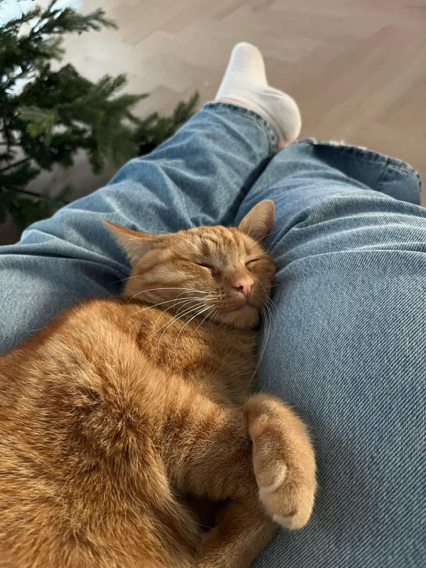 Guusje