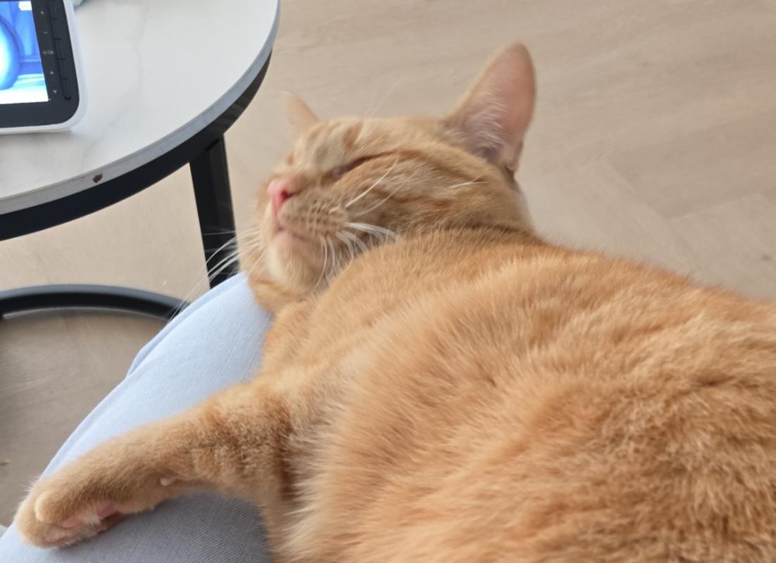 Guusje