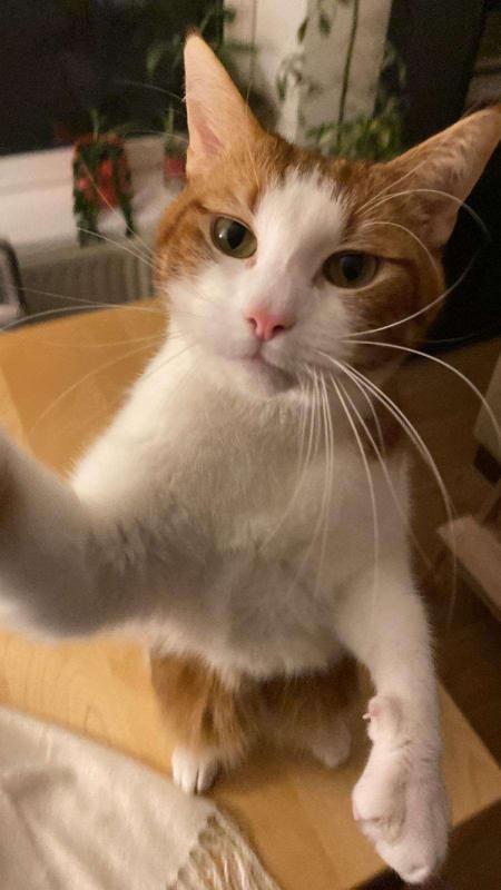 Ponyo