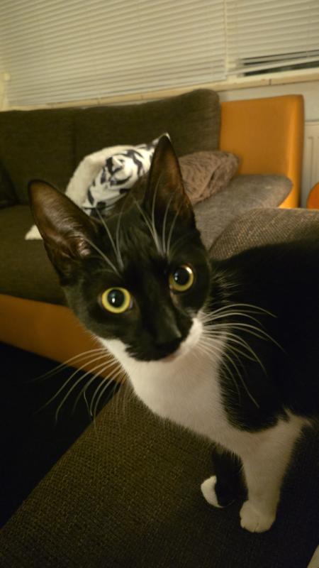 Yuki