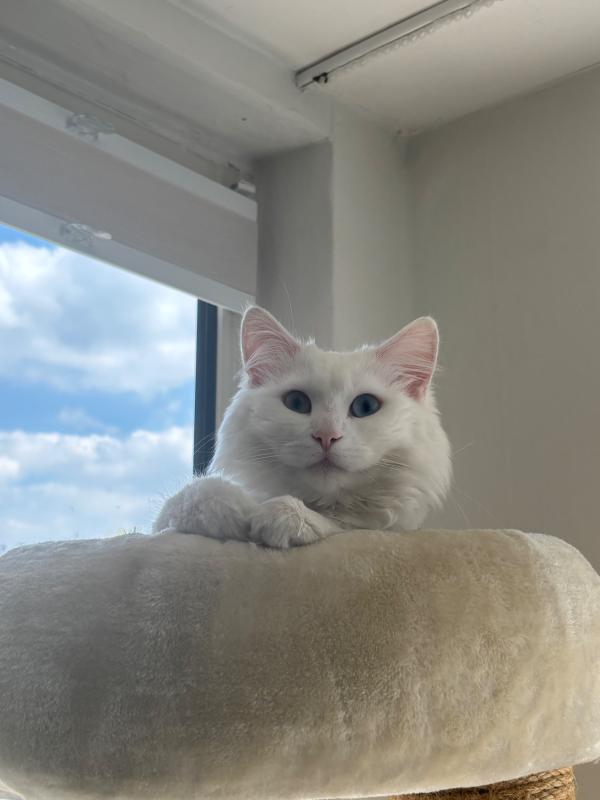 Bowie