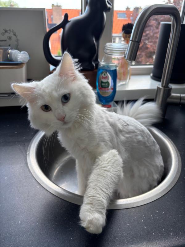 Bowie