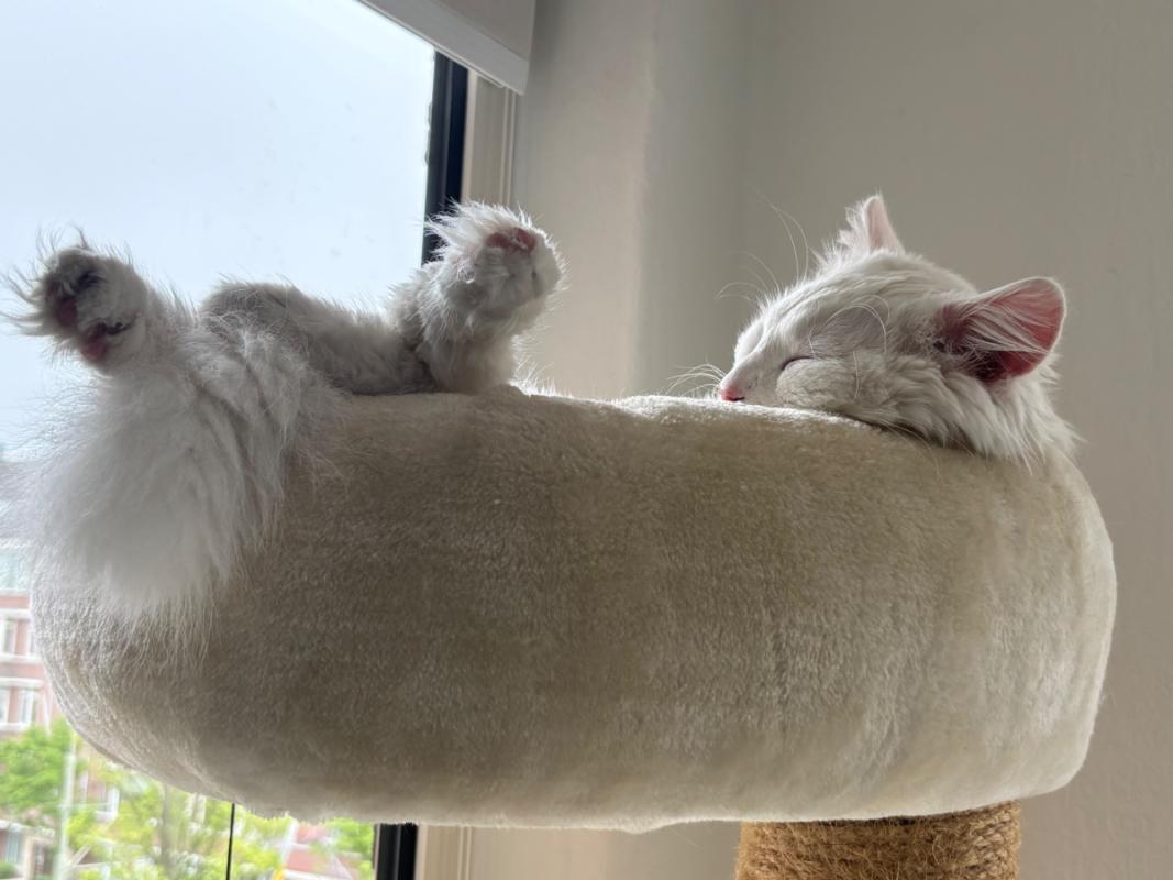 Bowie