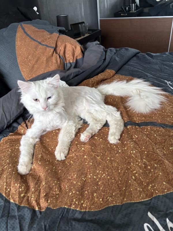 Bowie