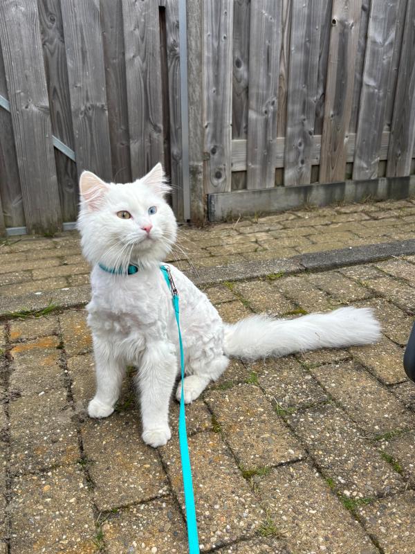 Bowie