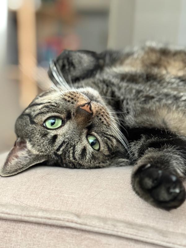 Nala
