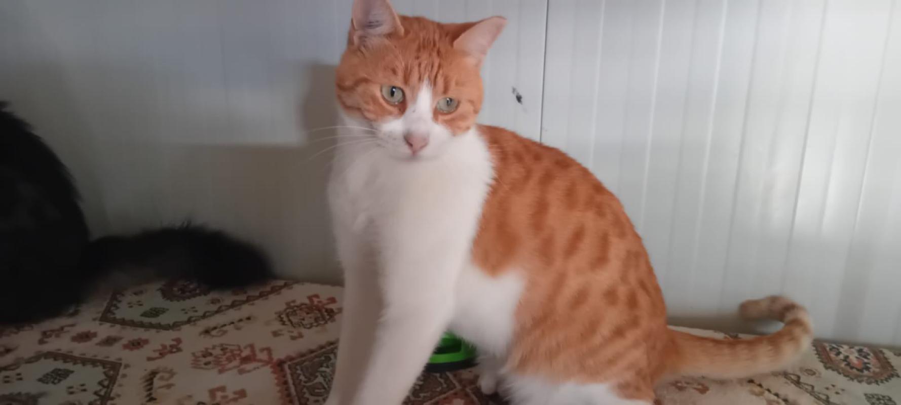 Elvis