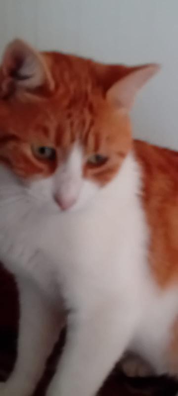 Elvis
