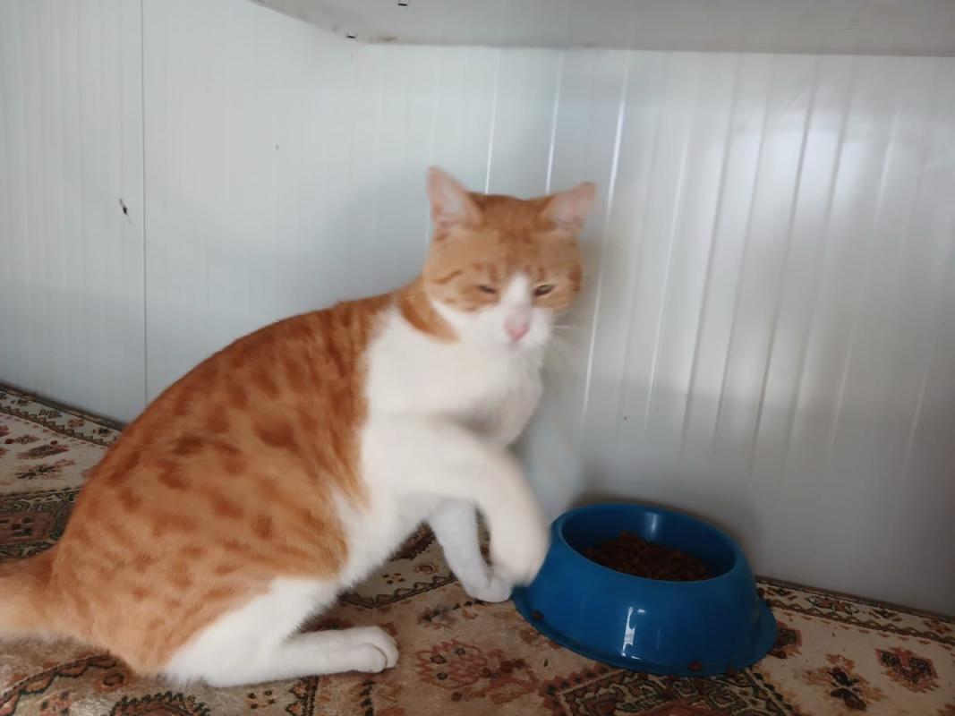 Elvis