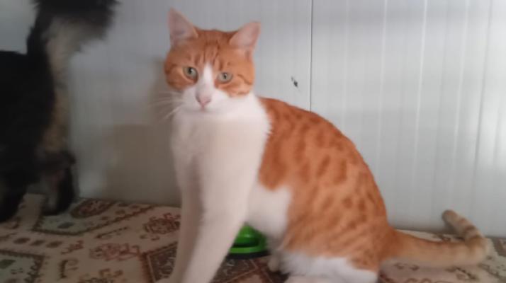 Elvis