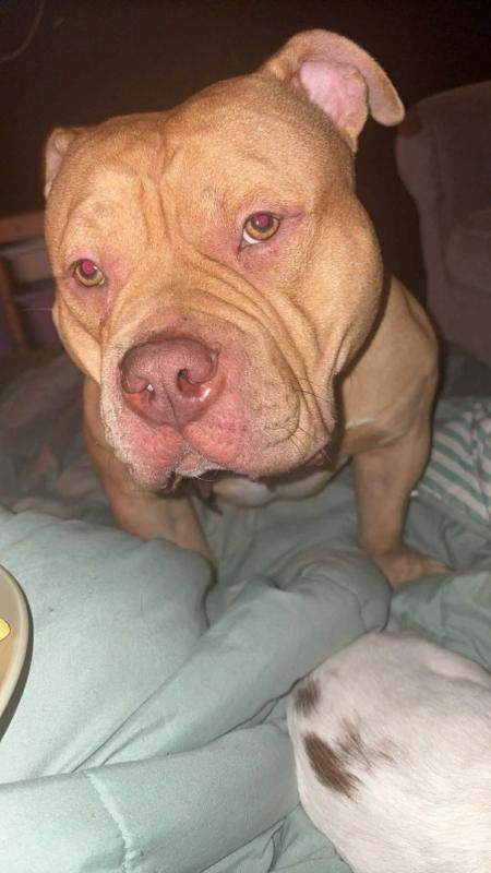 Koos