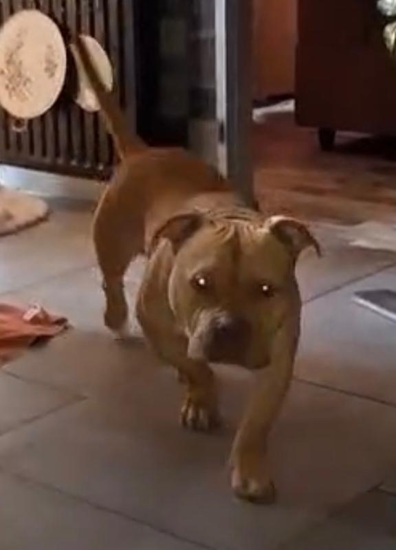 Koos