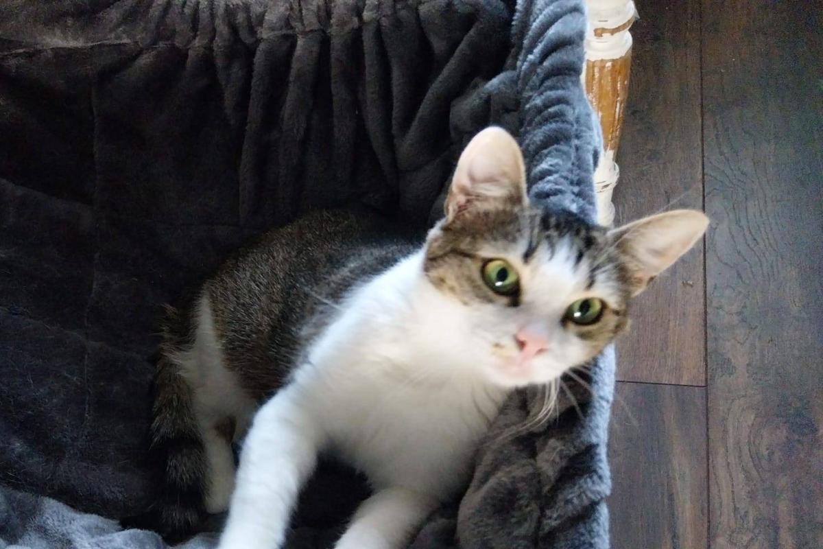 Stella