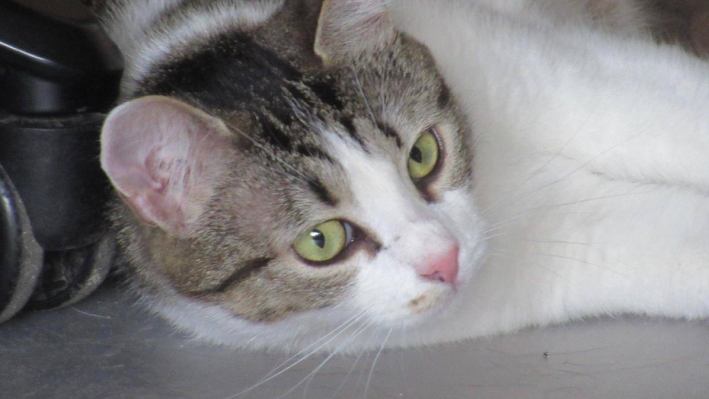 Stella