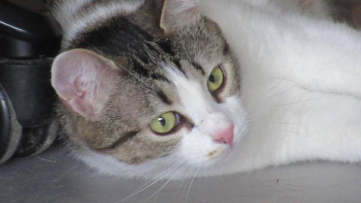 Stella