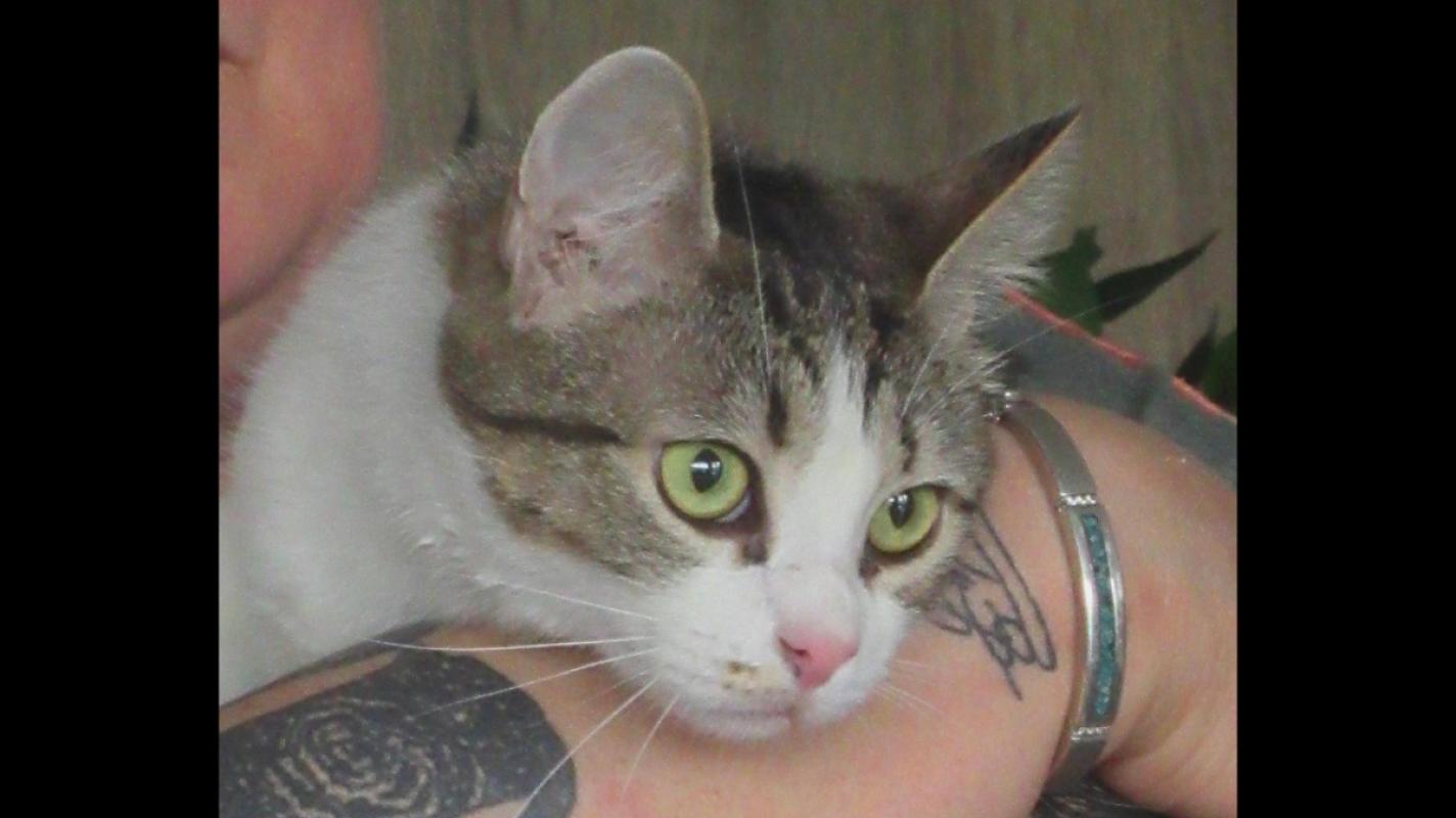 Stella