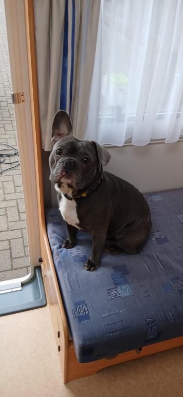 Timo