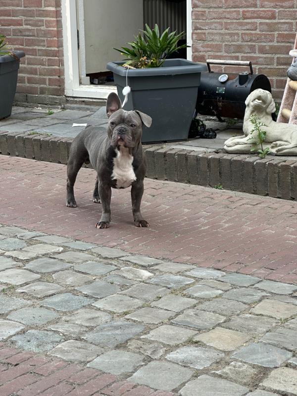 Timo