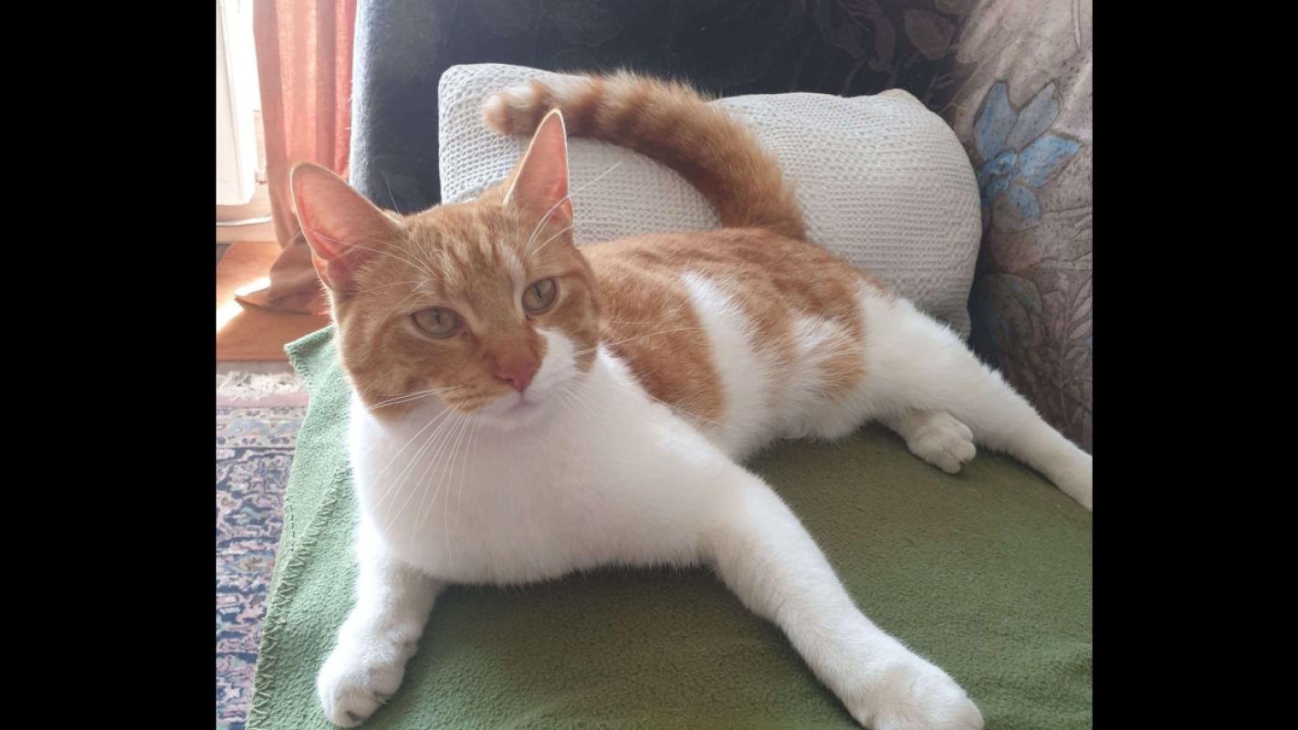 Garfield jr