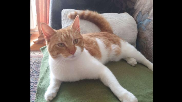 Garfield jr