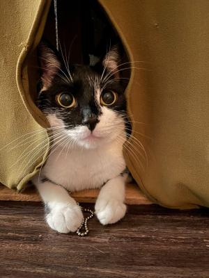 Artemis