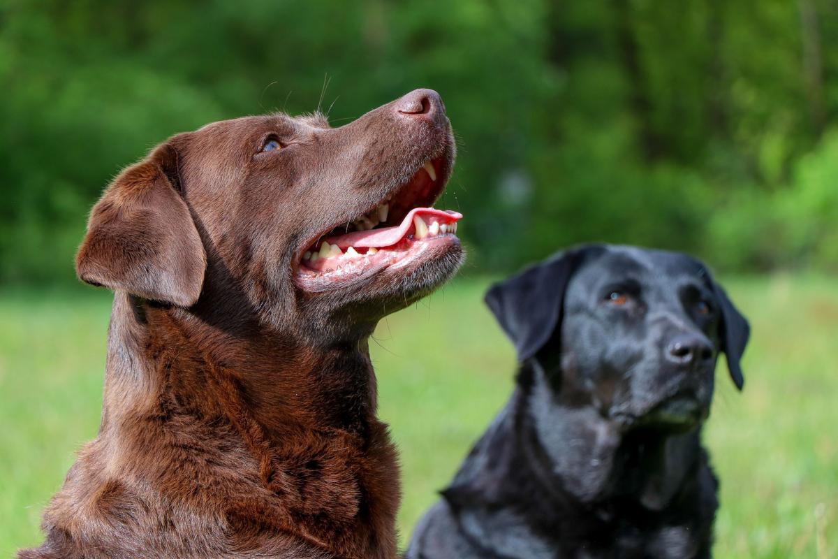 Nuna