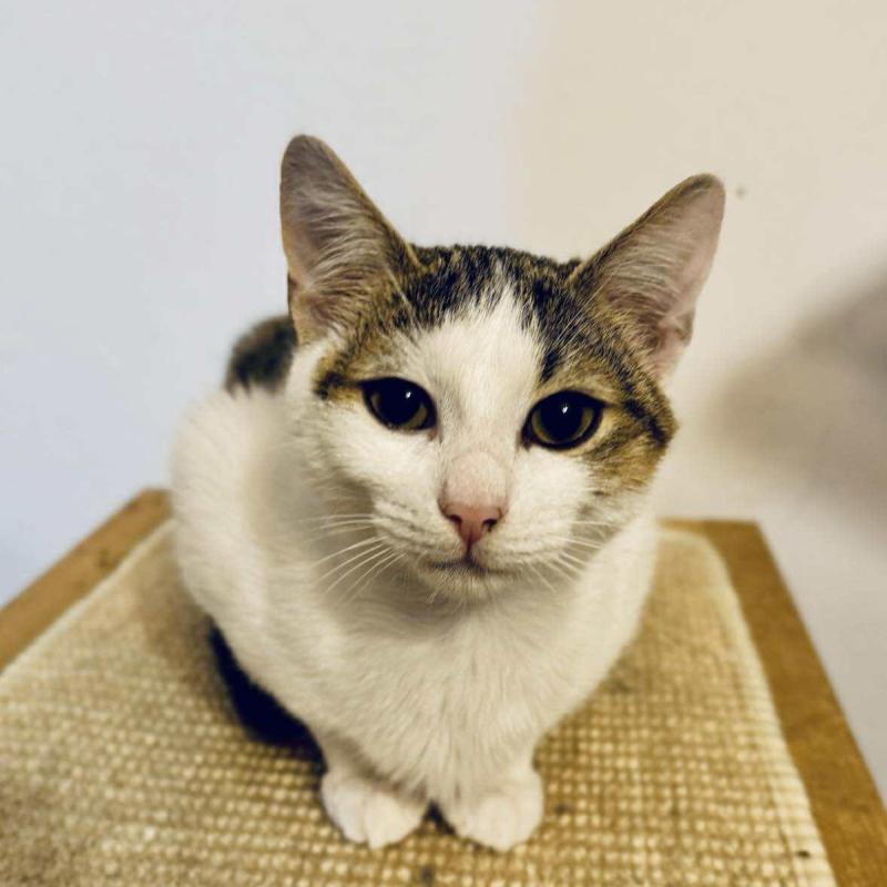 Miko