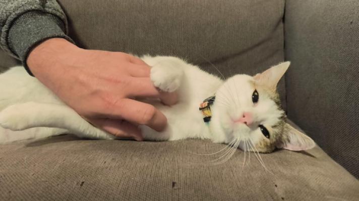 Miko