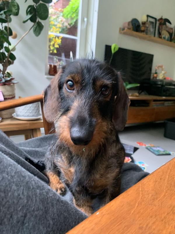 Roef