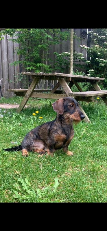 Roef