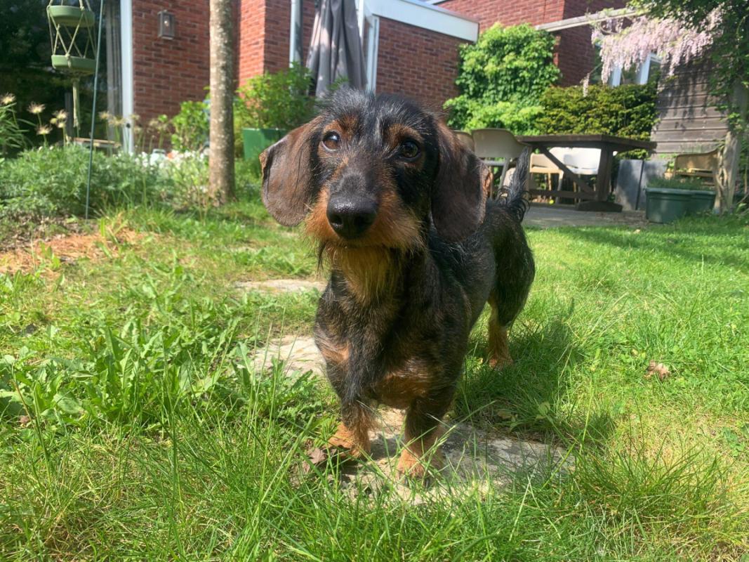 Roef