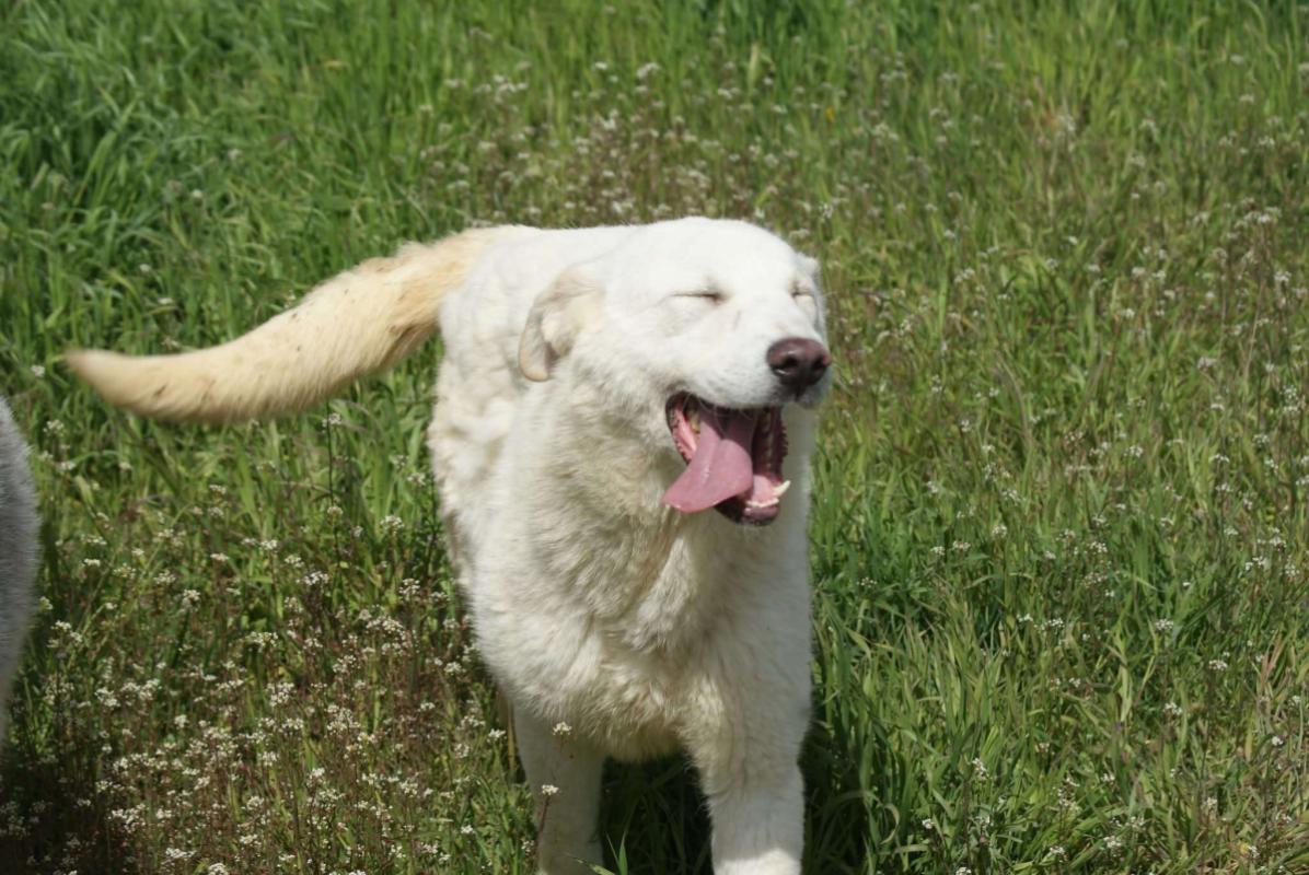 Tasja