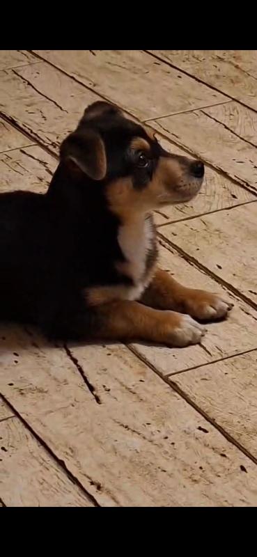 Floki