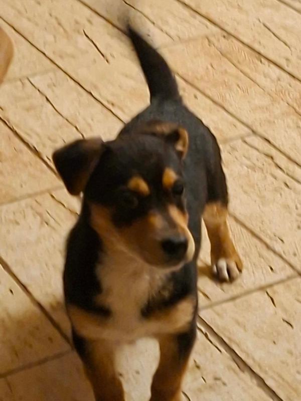 Floki