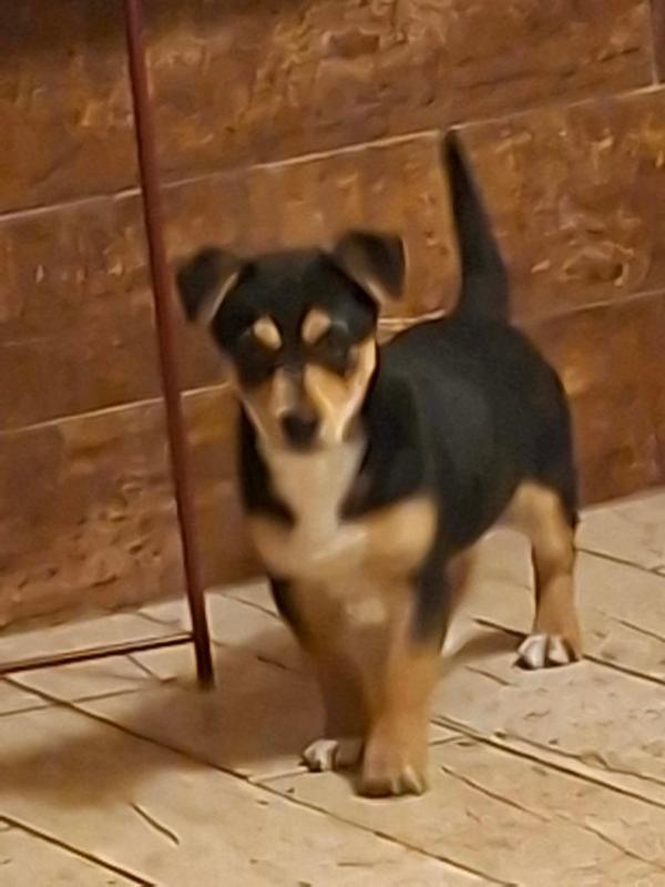 Floki