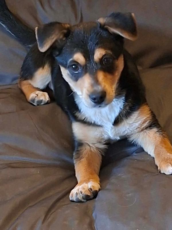Floki