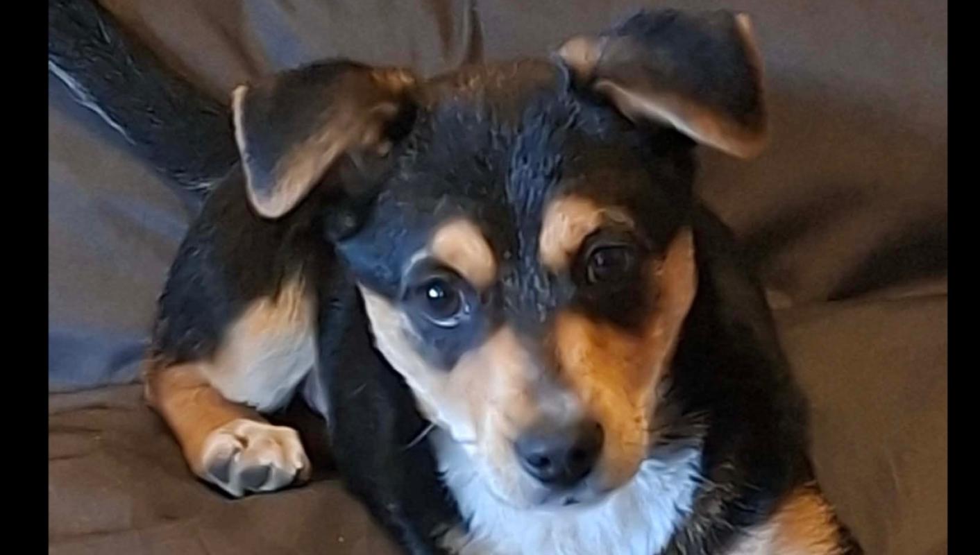 Floki