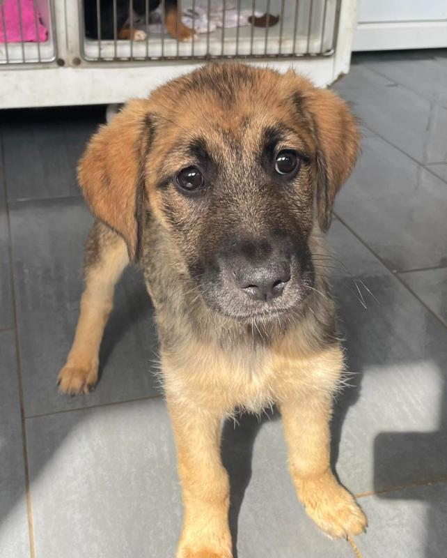 Bibi
