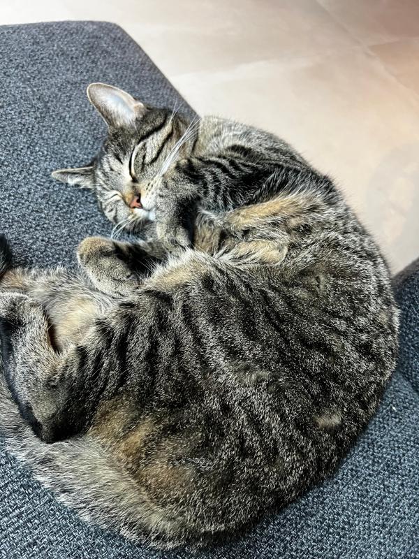 Frankie
