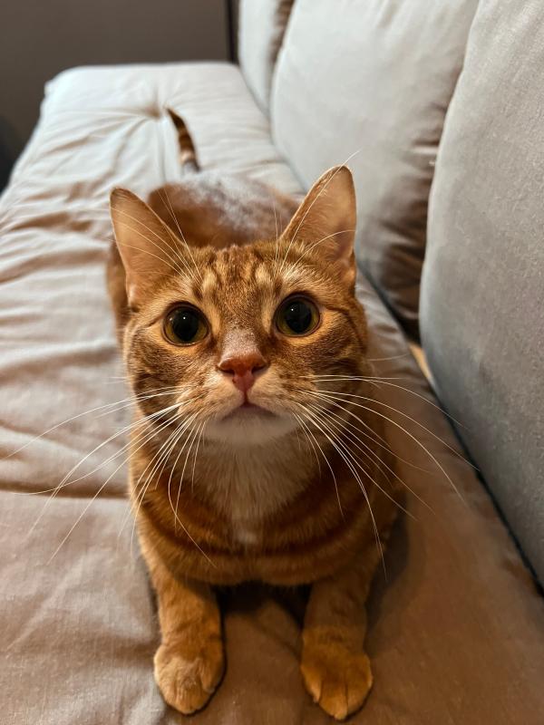 Bobbie