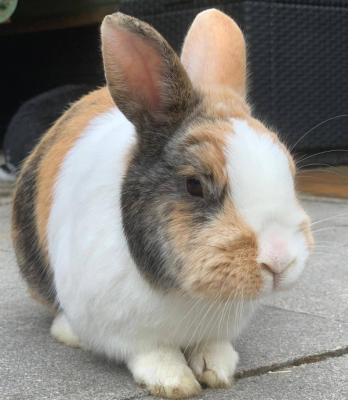 Teun