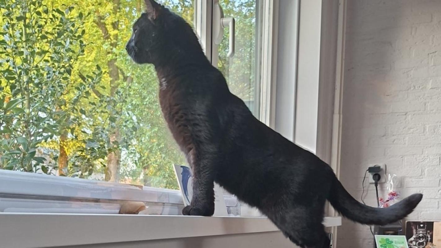 Ziva