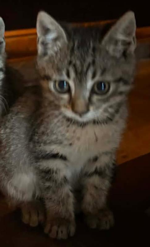 Vlinder