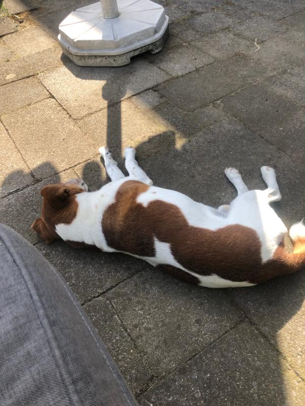 Benji