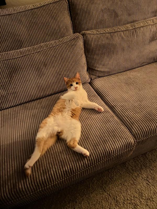 Garfield