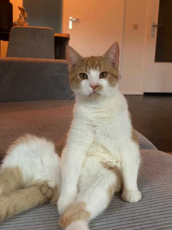 Garfield