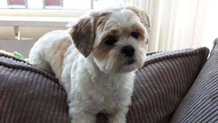 Teddy