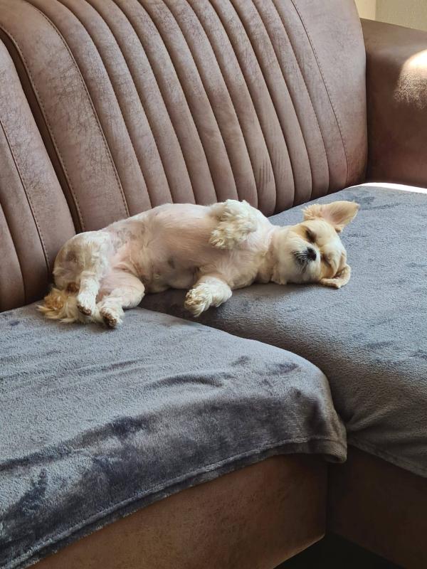 Teddy